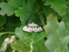 Xanthorhoe montanata