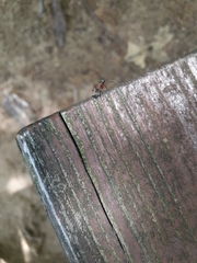 Camponotus novaeboracensis