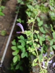 Salvia bowleyana