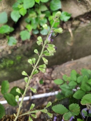 Salvia bowleyana