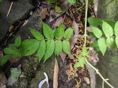 Salvia bowleyana