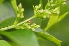 Closterotomus fulvomaculatus
