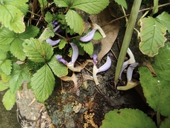 Salvia bowleyana