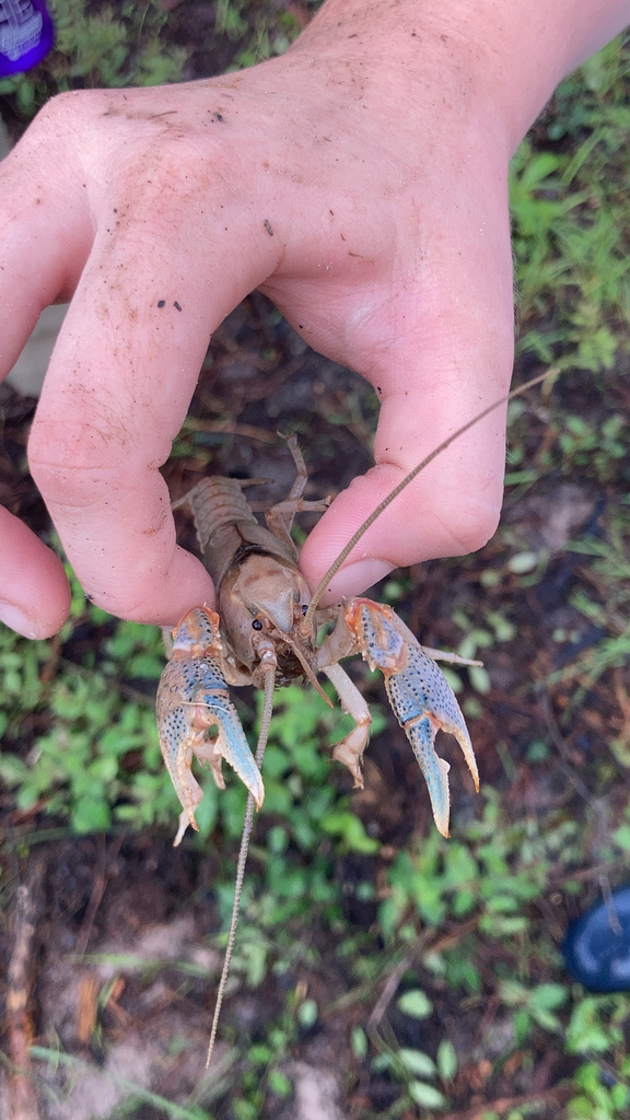 Texas Prairie Crayfish from Davy Crockett National Forest, Apple ...