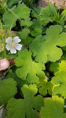 Geranium renardii