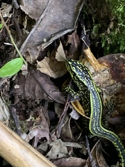Abronia monticola