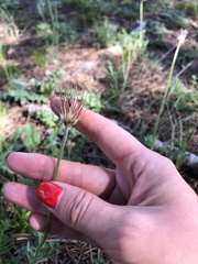 Pulsatilla albana