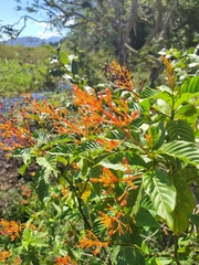 Palicourea crocea