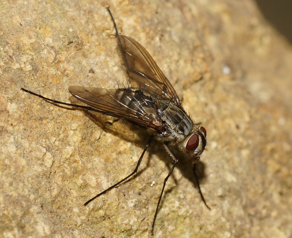 Senostoma