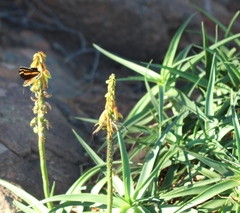 Aeropetes tulbaghia