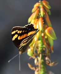 Aeropetes tulbaghia