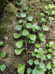 Sedum emarginatum