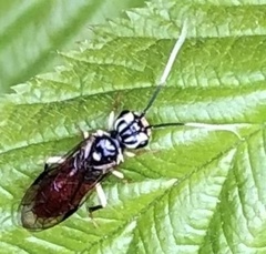 Onycholyda luteicornis