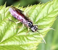 Onycholyda luteicornis