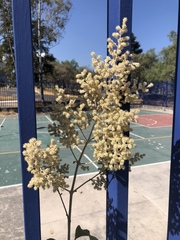 Iresine cassiniiformis