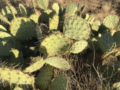 Opuntia discata