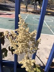 Iresine cassiniiformis