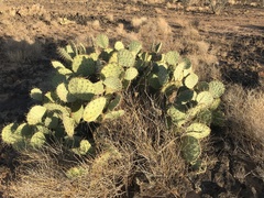 Opuntia discata