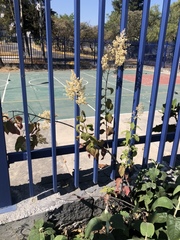 Iresine cassiniiformis