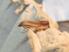 Eucosma umbrastriana