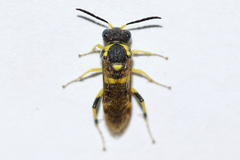 Macrophya succincta