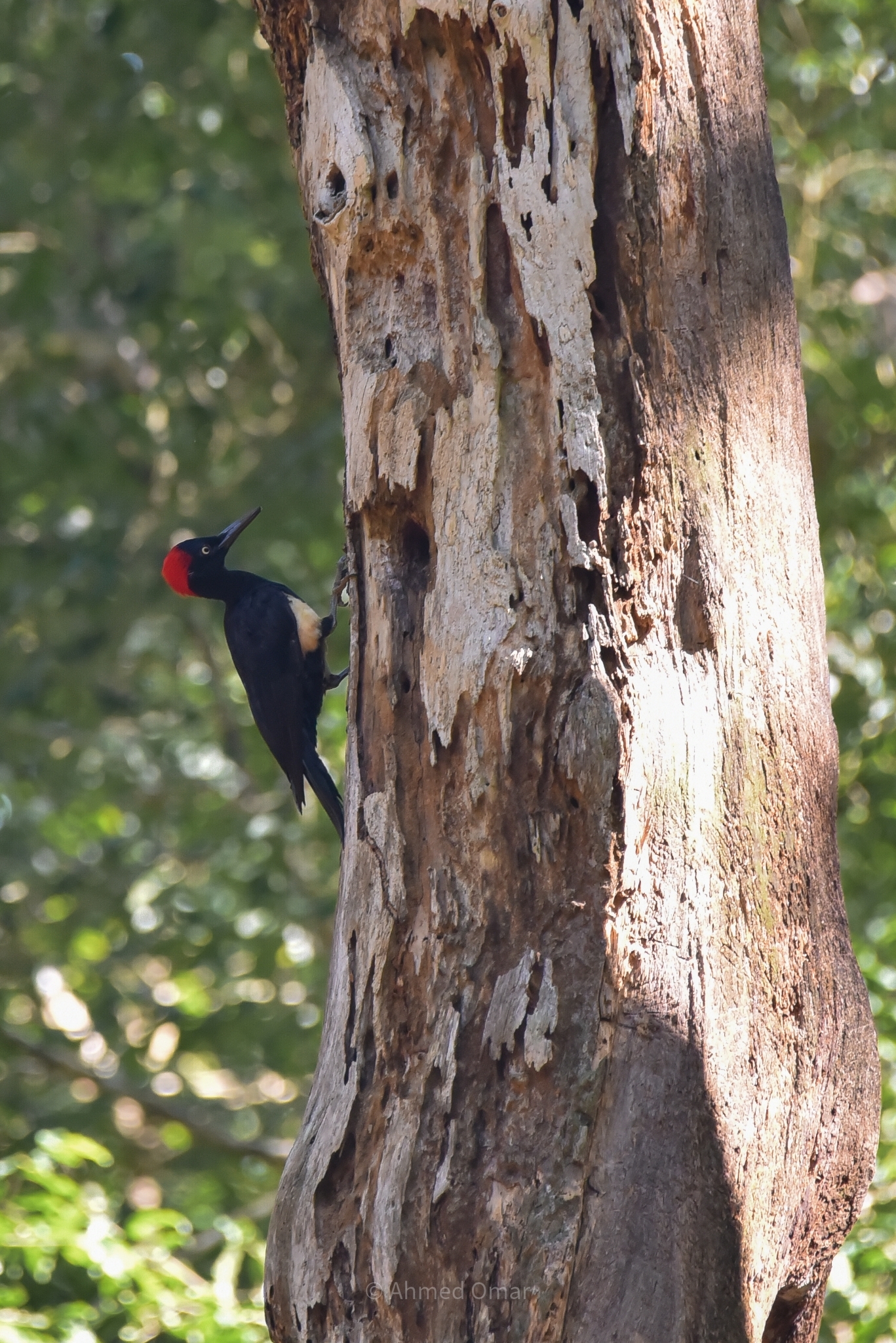 White-bellied Woodpecker