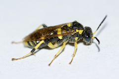 Macrophya succincta