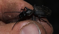 Gonogenia