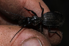 Gonogenia