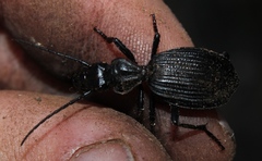 Gonogenia