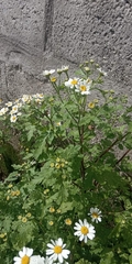 Tanacetum parthenium