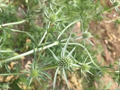 Eryngium planum