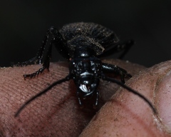 Gonogenia