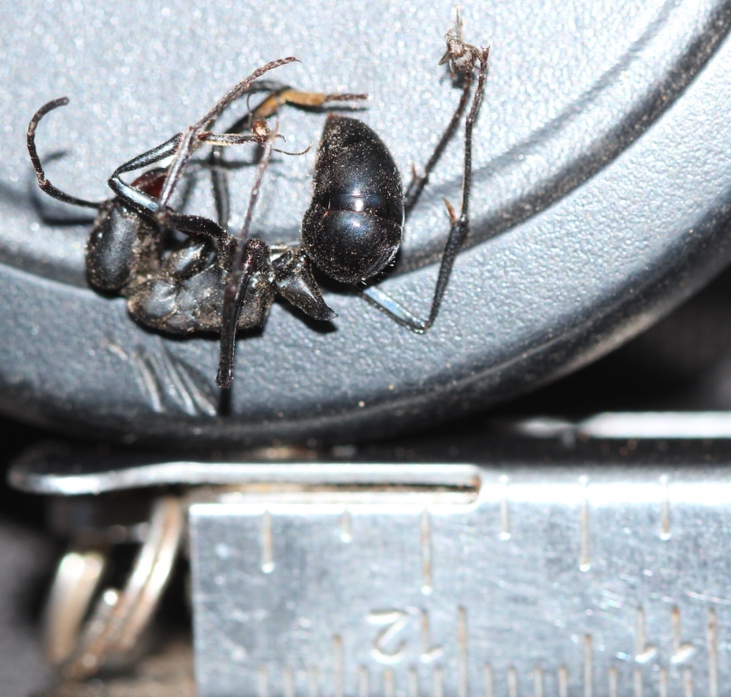 Streblognathus