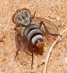 Eumacronychia