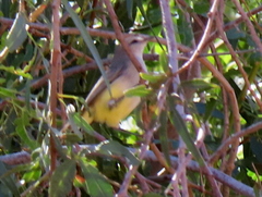 Eremomela icteropygialis