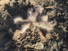 Opuntia trichophora