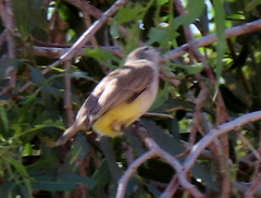 Eremomela icteropygialis