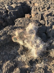 Opuntia trichophora