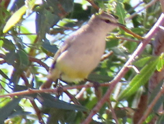 Eremomela icteropygialis