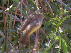 Eremomela icteropygialis