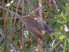 Eremomela icteropygialis