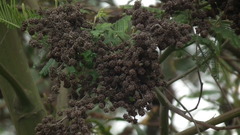 Dasineura rubiformis