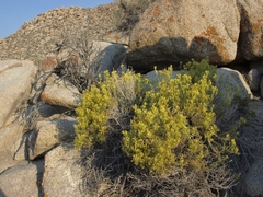 Chrysothamnus viscidiflorus ssp. axillaris
