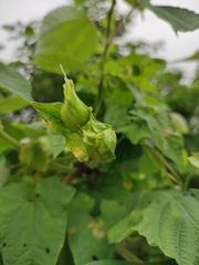 Calystegia hederacea