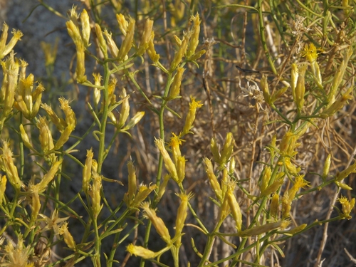 Chrysothamnus viscidiflorus ssp. axillaris