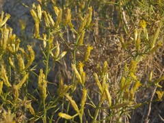 Chrysothamnus viscidiflorus axillaris
