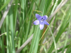 Wahlenbergia krebsii krebsii