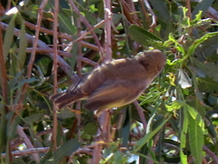 Eremomela icteropygialis