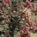 Panamint Sulphur Flower - Photo (c) Jim Morefield, some rights reserved (CC BY)
